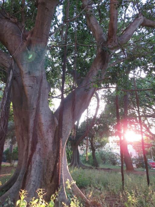 Relax Nel Verde- Giodapi Palm パレルモ エクステリア 写真