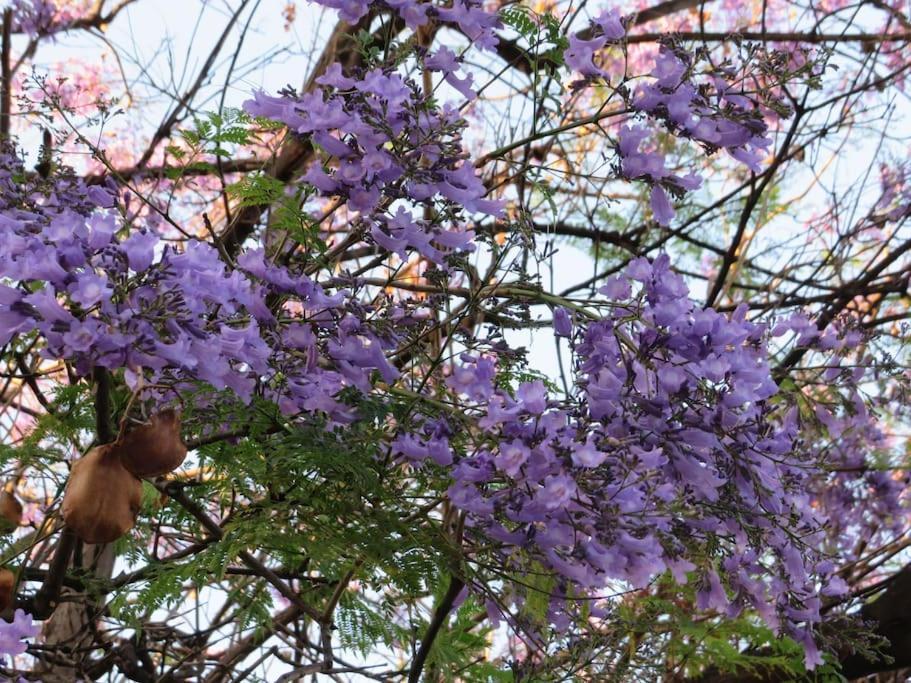 Relax Nel Verde- Giodapi Palm パレルモ エクステリア 写真